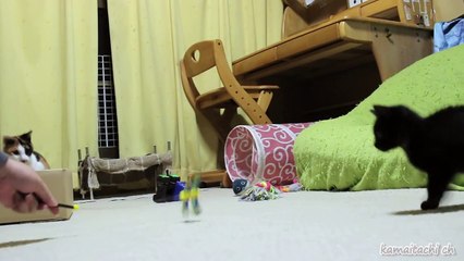 2014 12 4 ミケと黒子猫クロ 少しカラーを外してみた Mike and kuro【瀬戸の三毛猫日記】