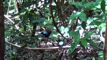 Long-tailed Manakin Courtship display -  Mal Pais, Costa Rica