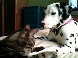 Battle between the  Cat and Puppy