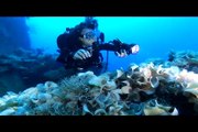 Diving Truck Lagoon wrecks: Yamagiri Maru