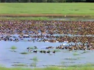 Land of the Tiger - Sacred Waters