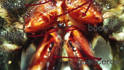 La Tarántula Goliath, la Gigante entre las Arañas