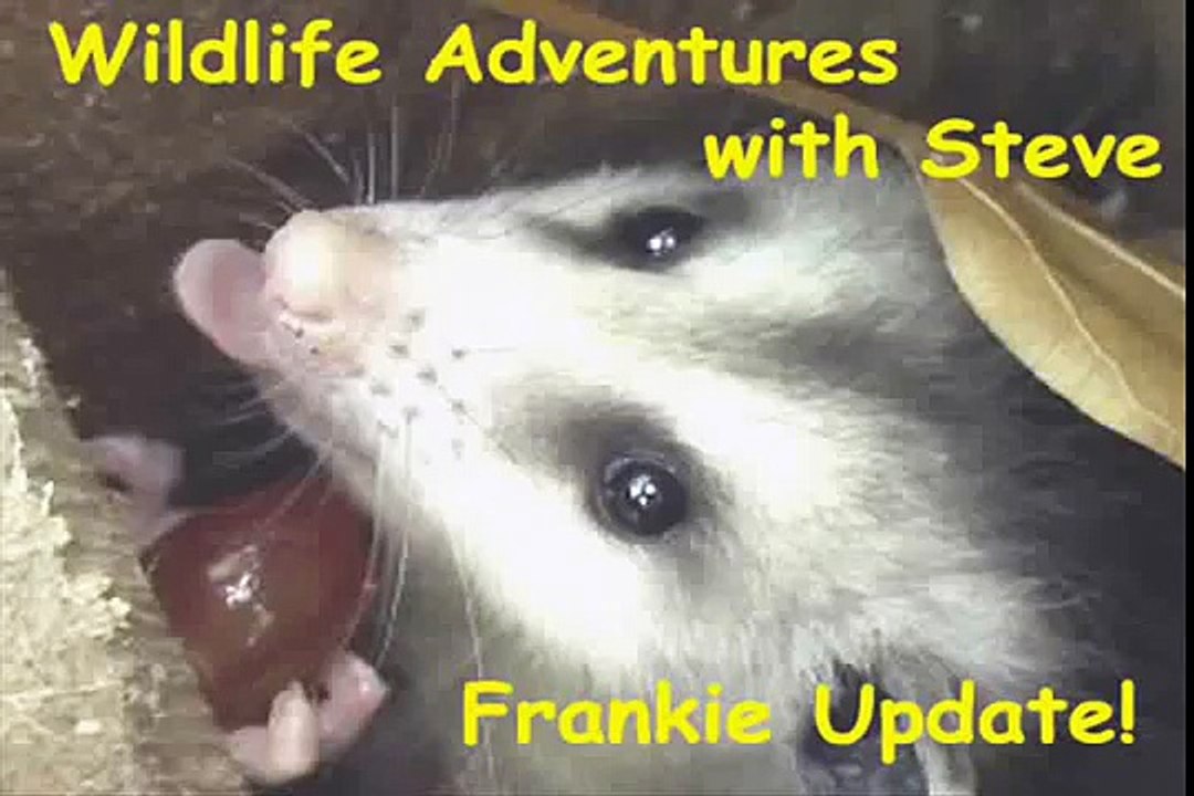Wild Adventures with Steve: Frankie Update