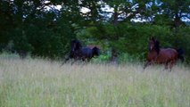 Shadeed El Aswad, black Straight Egyptian stallion for sale