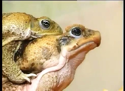 Жаба ага (Bufo marinus) - ручные жабы питомника WTS