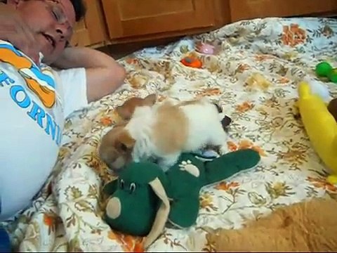 chihuahua puppies candy and anna puppies 4 11 2011.wmv