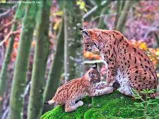 SON TUTTE BELLE LE MAMME DEL MONDO.m4v