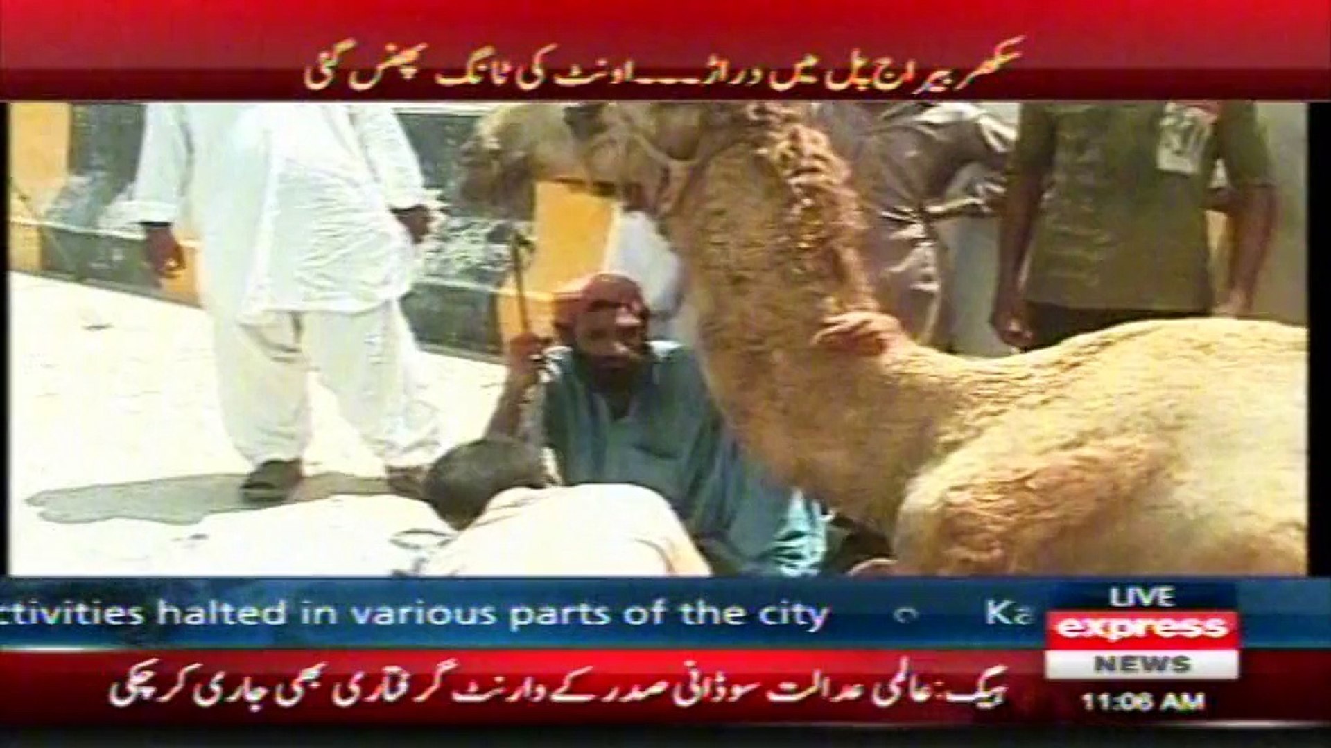 Latest News about camel at express news