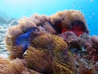 Land of the Tiger - Unknown Seas