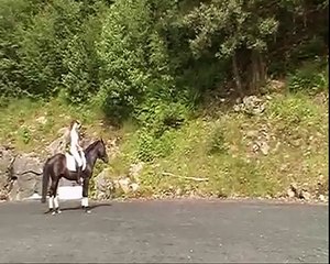 Flott Kaldblods hingst, Galopp trening