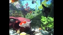 Freshwater Aquarium (Goldfish, Tetras, Guppies & Angelfish)