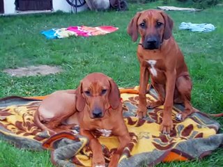 Rhodesian Ridgeback female Ayra 2
