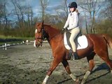 Canter/trot transitions. What are you doing with your riding position? Horse Training Dressage tips