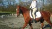 Canter/trot transitions. What are you doing with your riding position? Horse Training Dressage tips