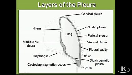 Gross Anatomy Pleura Cavity