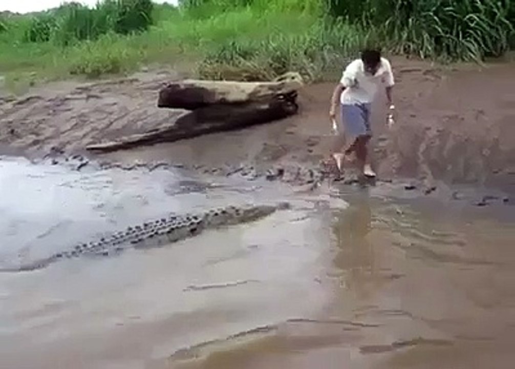 Crocodile