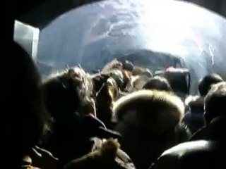 旭山動物園 空飛ぶペンギン～キングペンギン