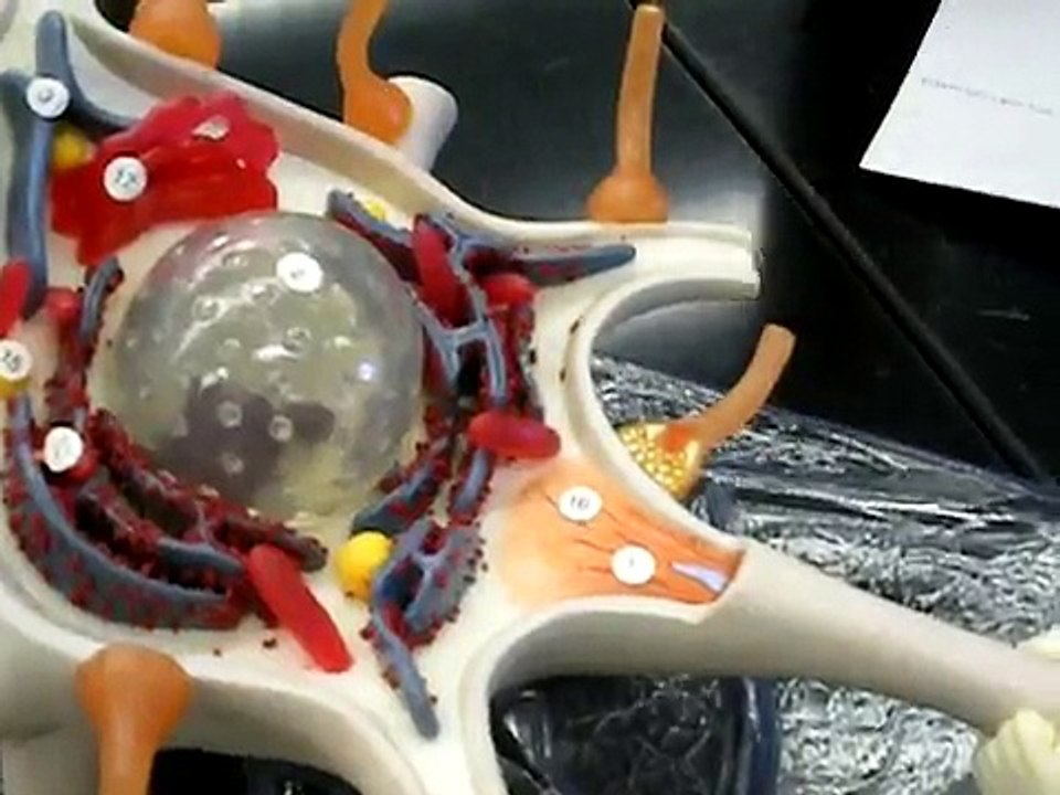 Neuron Model (Nervous System)