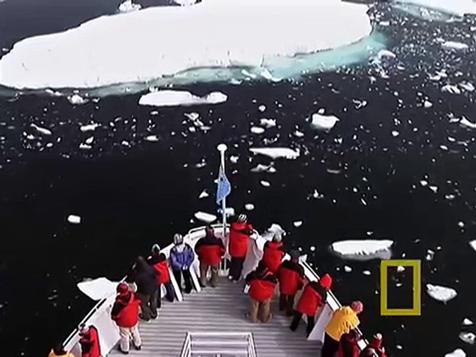 Antarctica Orcas
