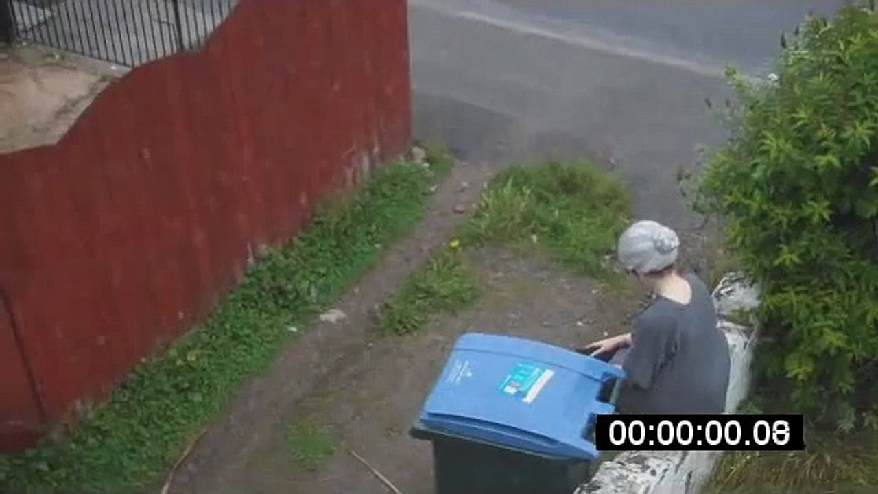 Revenge of the Cat