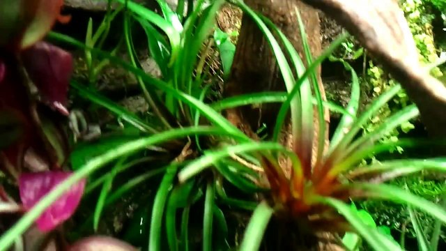 Paludarium / Vivarium with DIY grout epoxy background: poison dart frogs and long tailed lizards