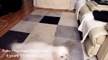 Havanese Bichon Mix Bobo Playing with a new toy ワンコ dog