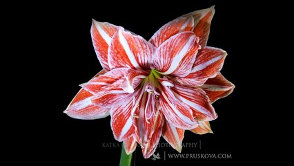 Flori ...pentru tine ,multe flori !