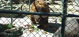 Black Bears Eating at the Big Bear Zoo