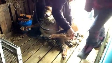 Windhaven Farm - Sheep Shearing 2014 - Miss Bridget