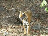 Ranthambore National Park- Tiger(May 30-2011).avi