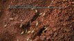 Information on Termites & Termite Colony