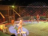 Leones atacan a los domadores del circo