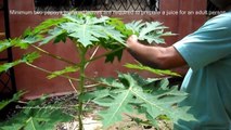 Preparation of Papaya leaf juice for curing dengue fever