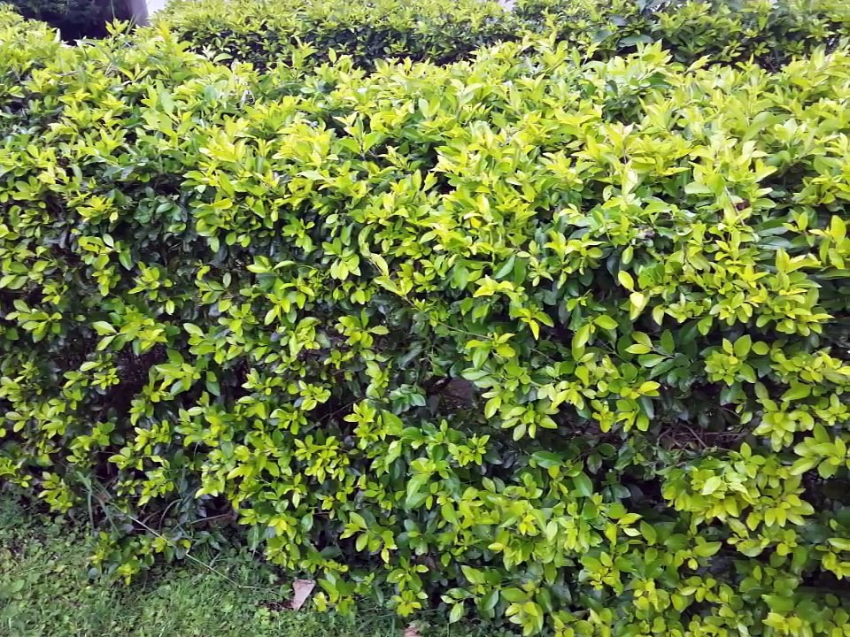 Enraizamiento de esquejes  del arbusto Duranta repens "Pingo de oro" con OASIS® EASY PLANT®