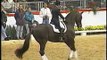 Donnerhall - Legendary oldenburg stallion (Damon Hill, Digby, Donnperignon)