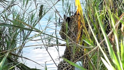 African Wildlife Music Video