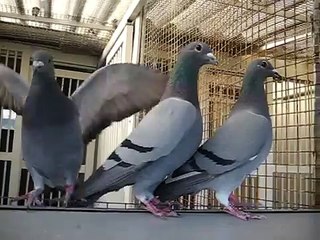 Palomas Mensajeras (El Entrenamiento)