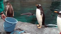 【HD】北海道 旭山動物園 ペンギン もぐもぐタイム penguin Hokkaido Japan