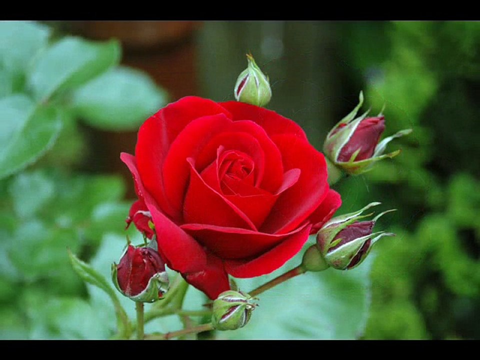 Omar Codazzi - Rossa rosa