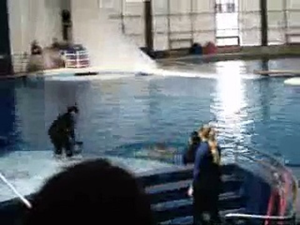 Delfines