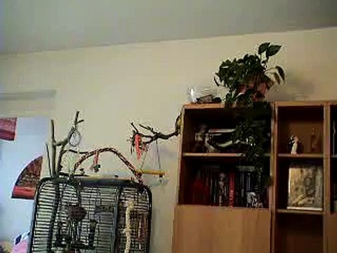 perroquet youyou du sénégal qui parle