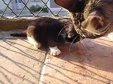 Chaton norvégien LOOF à réserver - LOKI du Clos de Nemausa (8 juin 2015)