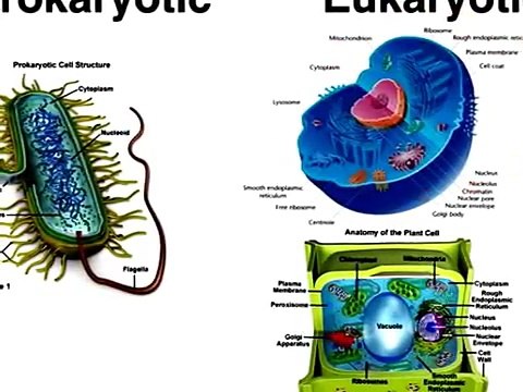Cell Introduction Lesson | simple biology experiments, | biology experiment,