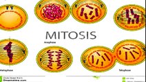 Cell Cycle Overview -- AP Biology | science projects, | science experiments,