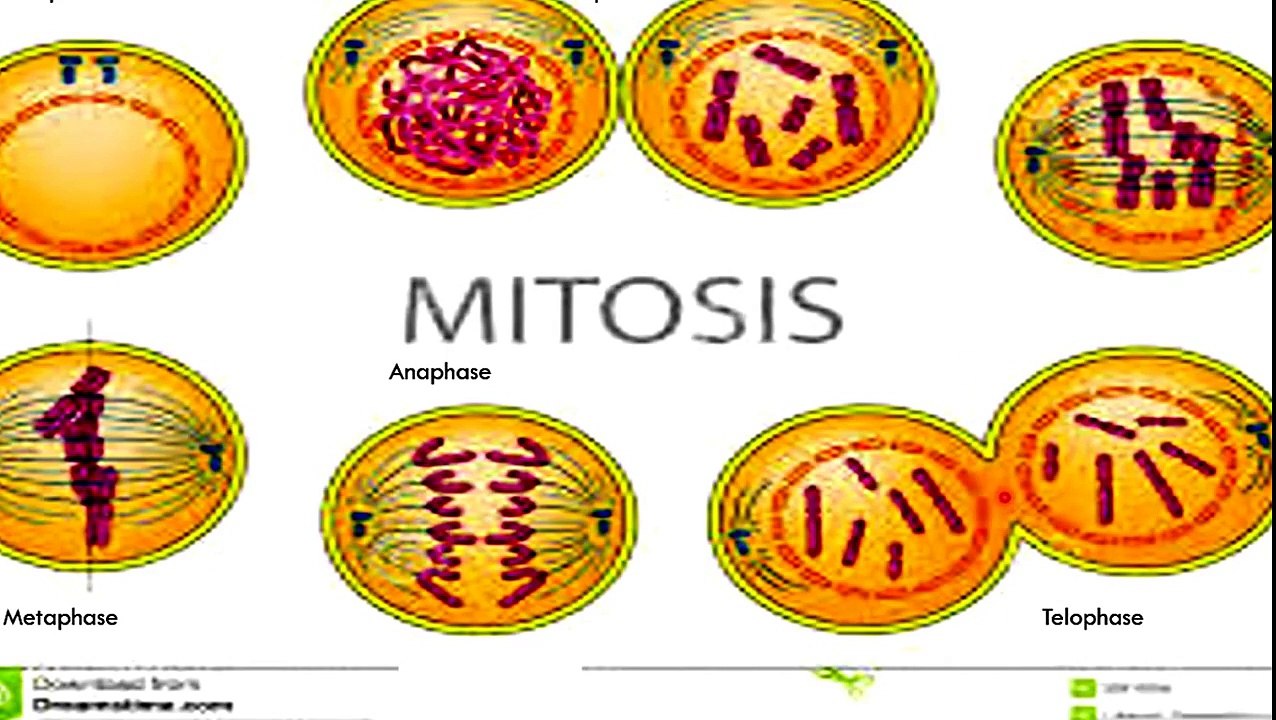 Cell Cycle Overview -- AP Biology | science projects, | science experiments,