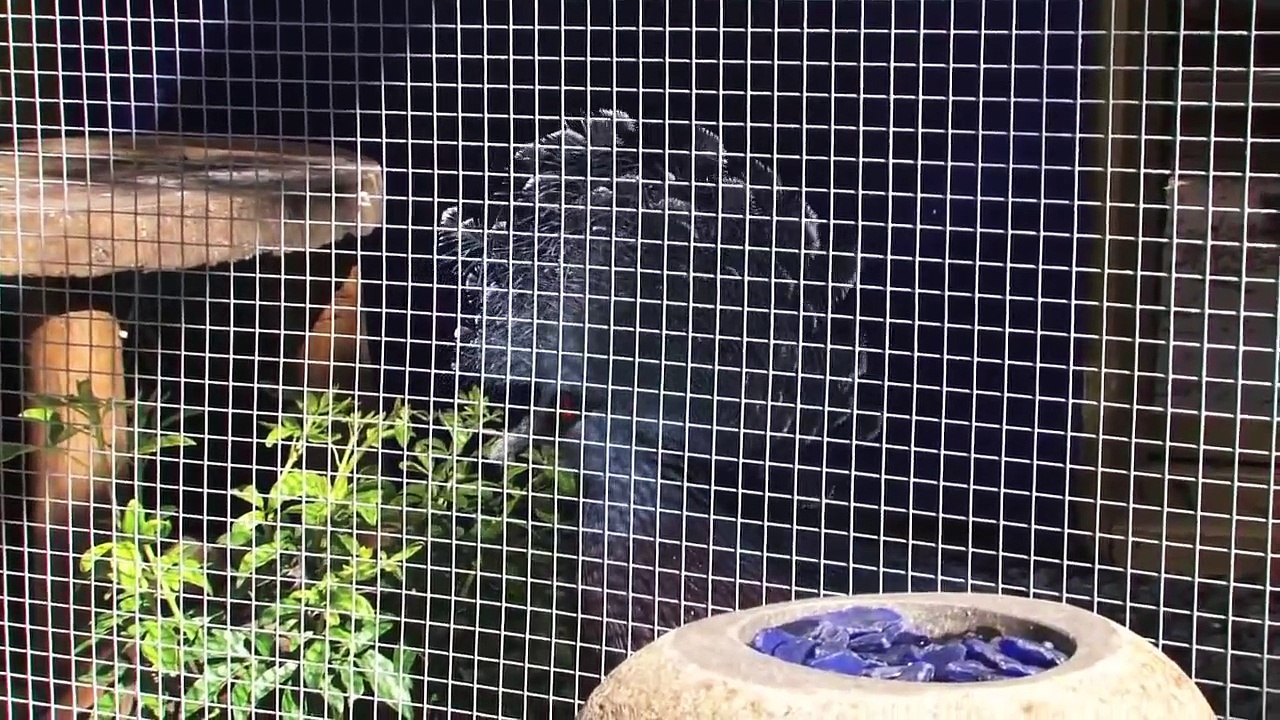 Saving Victoria Crowned Pigeons: One of the World's Most Endangered Birds