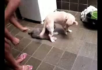 RINHA DE CACHORROS ASSASSINOS