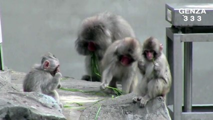 Cute baby animal:Baby monkeys eat food