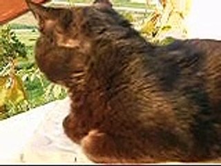 eo ga... koja flegma...nemreš believet...