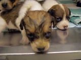 CUTENESS OVERLOAD! 3 week old Beagle babies baying away at the Maryland SPCA! MUST SEE!